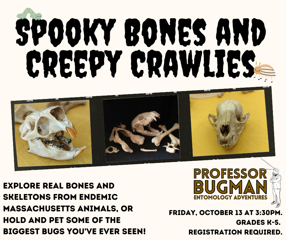 Spooky Bones and Creepy Crawlies with Professor Bugman. Explore real bones and skeletons from endemic Massachusetts animals, or hold and pet some of the biggest bugs you've ever seen! Friday, October 13 at 3:30PM. Grades K-5. Registration Required.