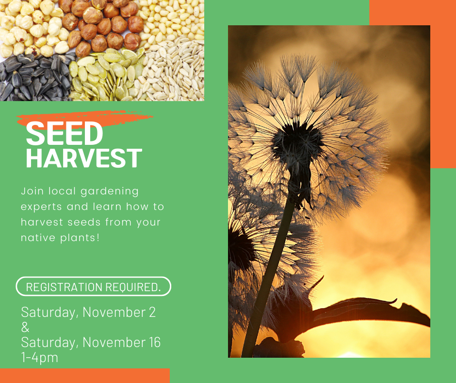 seed harvest - Join local gardening experts and learn how to harvest seeds from your native plants! - registration required for 2 part workshop on saturdays november 2 and 16 from 1-4pm. register below or email medford@minlib.net or call 781-395-7950 for assistance with registration